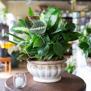 10\" Ceramic Dishgarden