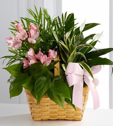 8\" basket Dishgarden