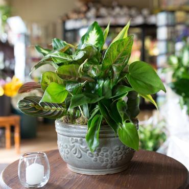 8\" Ceramic Dishgarden