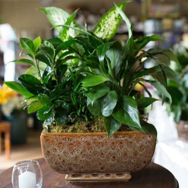 12\" Ceramic Dishgarden