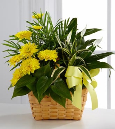 10\" basket Dishgarden